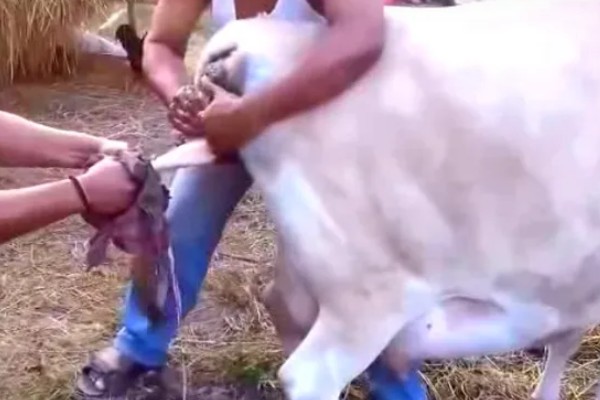 母牛羊水破后过多长时间会产犊,如果是顺产经过30分钟左右就会分娩