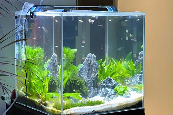 新鱼缸养水几天再养鱼，一般需要6-9天