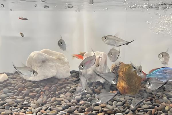 新鱼缸养水几天再养鱼，一般需要6-9天