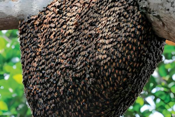 蜜蜂分蜂后怎么办，在蜜蜂结团期间收蜂