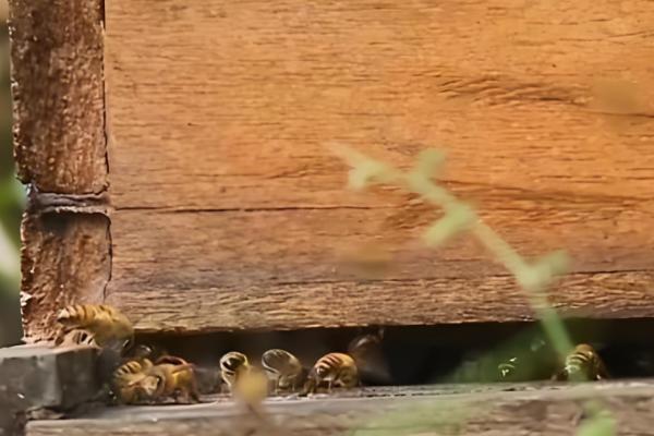 蜜蜂分蜂后怎么办，在蜜蜂结团期间收蜂