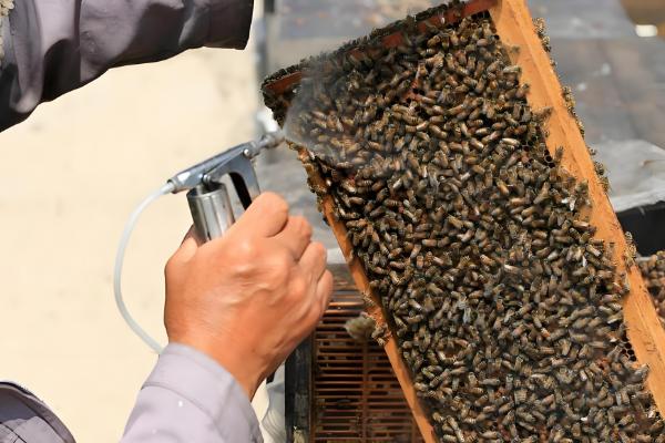 蜜蜂分蜂后怎么办，在蜜蜂结团期间收蜂