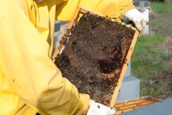 蜜蜂分蜂后怎么办，在蜜蜂结团期间收蜂