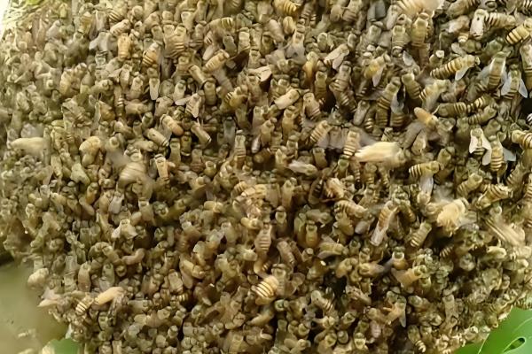 蜜蜂分蜂后怎么办，在蜜蜂结团期间收蜂