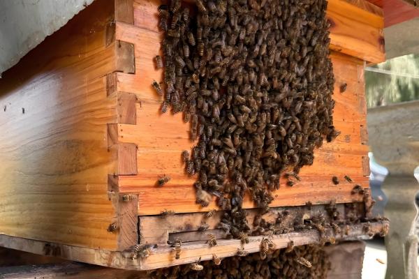 蜜蜂分蜂后怎么办，在蜜蜂结团期间收蜂