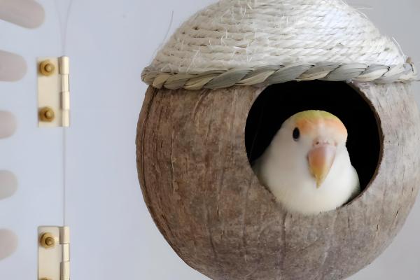 椰子壳能不能当作鹦鹉的繁殖窝，弊端太多不适合使用