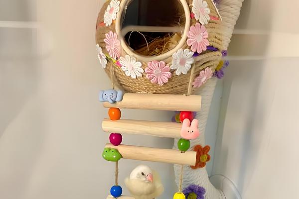 椰子壳能不能当作鹦鹉的繁殖窝，弊端太多不适合使用