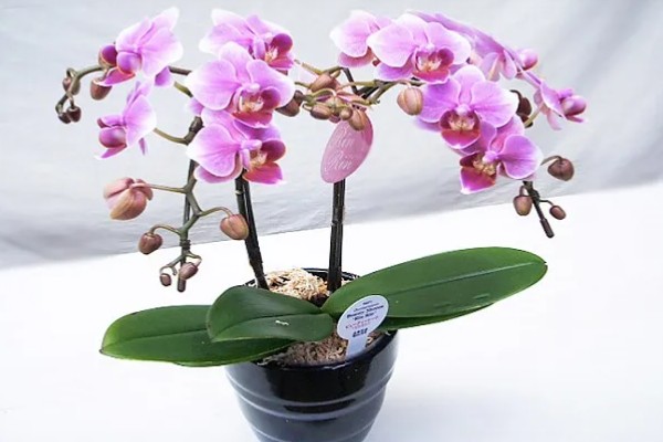 蝴蝶兰花期的养护注意事项,需控制好温度