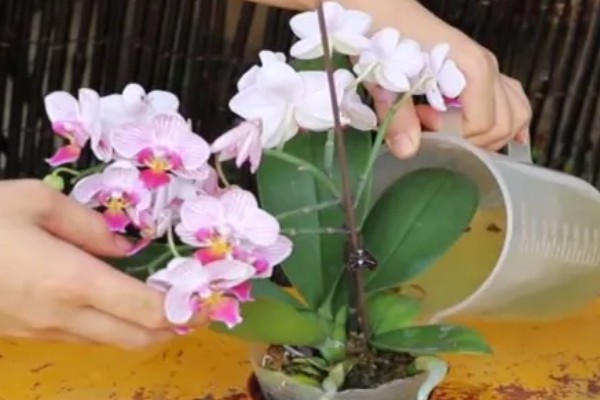 蝴蝶兰花期的养护注意事项,需控制好温度