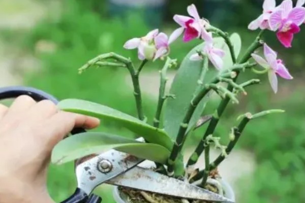 蝴蝶兰花期的养护注意事项,需控制好温度