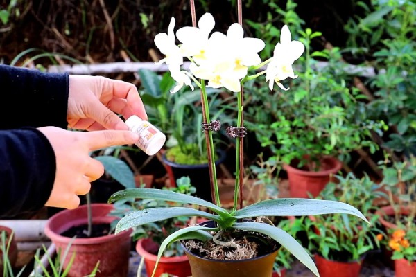 蝴蝶兰花期的养护注意事项,需控制好温度