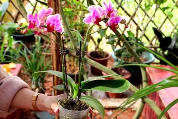 蝴蝶兰花期的养护注意事项,需控制好温度
