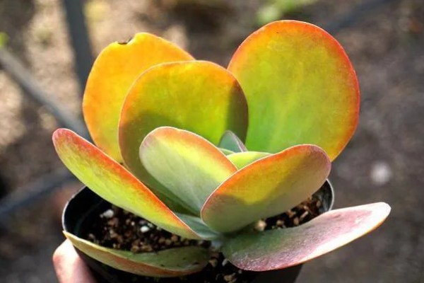 唐印怎么养殖，每隔10天追肥一次