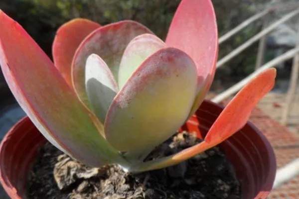 唐印怎么养殖，每隔10天追肥一次