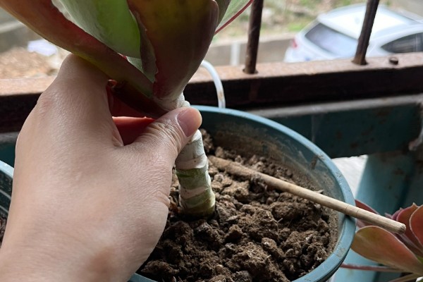唐印怎么养殖，每隔10天追肥一次