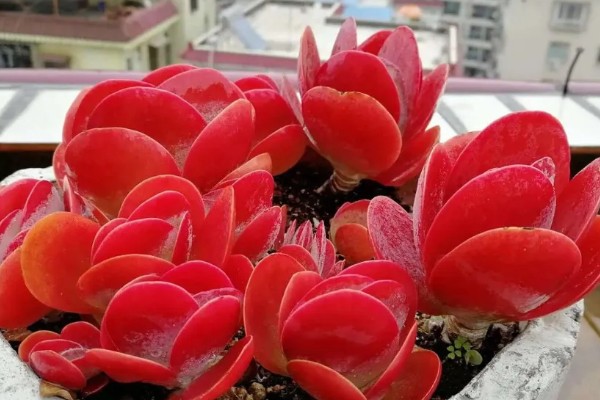 唐印怎么养殖，每隔10天追肥一次