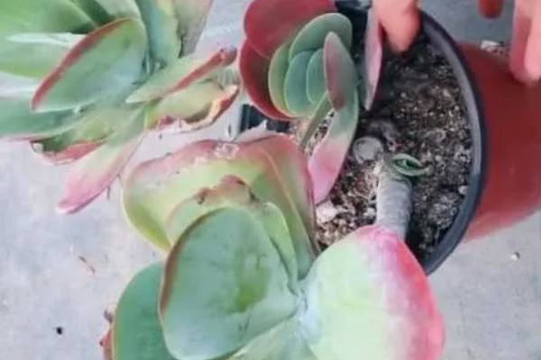 唐印怎么养殖，每隔10天追肥一次