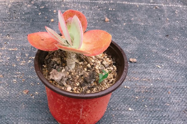 唐印怎么养殖，每隔10天追肥一次