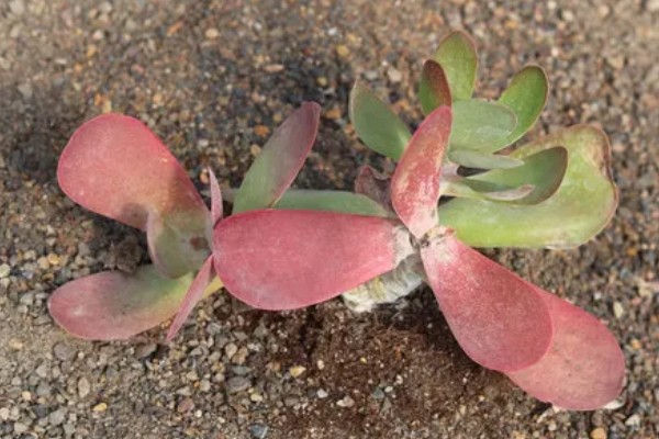 唐印怎么养殖，每隔10天追肥一次