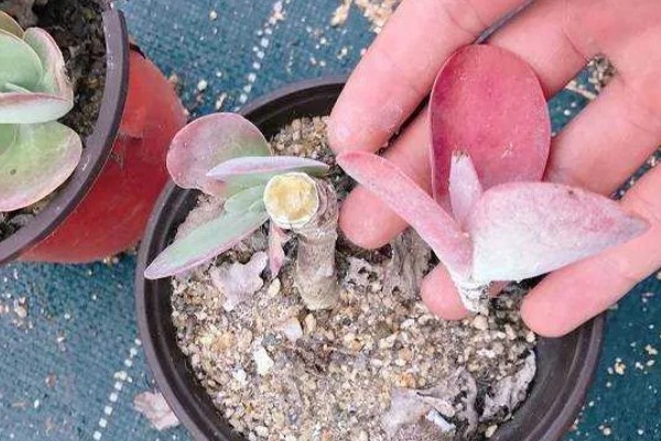 唐印怎么养殖，每隔10天追肥一次