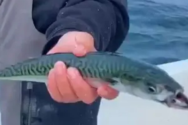 青占鱼有毒如何去毒，无法去毒但可以防止中毒