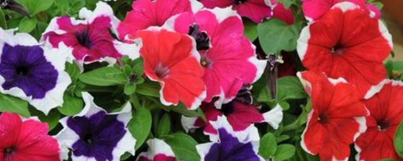 碧冬茄有没有毒，属于无毒植物可以养在家中