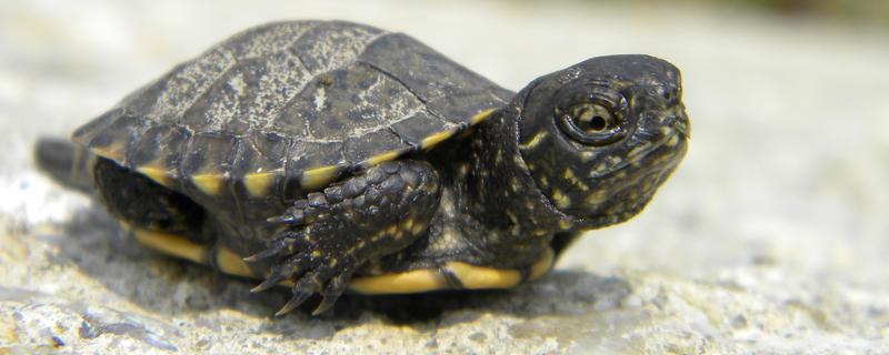 乌龟有什么生活习性,降温到一定程度会冬眠