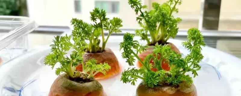 萝卜发芽了如何水培,通常4-7天可换1次水