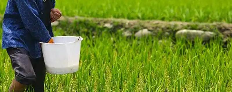 使用肥料过多久会见效，使用碳铵当天就会生效