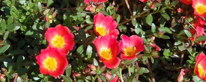 大花马齿苋与太阳花有什么区别，花朵、习性、形态等方面不同