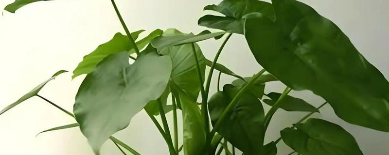 滴水观音怎么土养，生长旺季保持土壤处于微湿状态