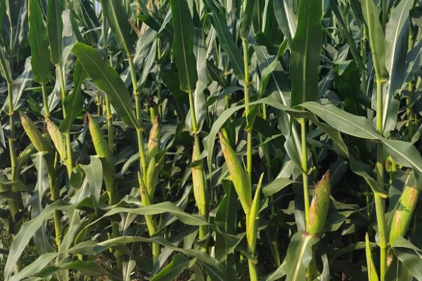 宏硕635玉米种简介，株高约为262cm左右