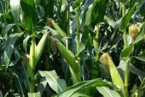 宏硕635玉米种简介，株高约为262cm左右