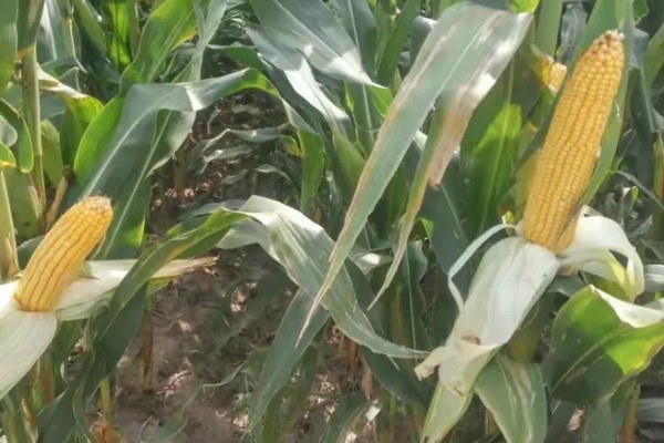 宏硕635玉米种简介，株高约为262cm左右