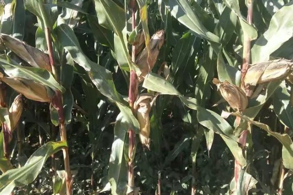 宏硕635玉米种简介，株高约为262cm左右