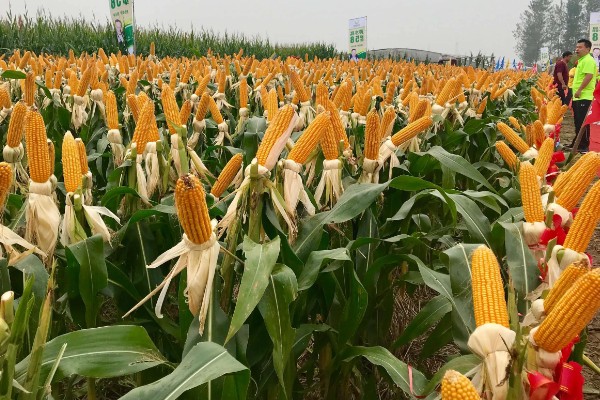 宏硕635玉米种简介，株高约为262cm左右