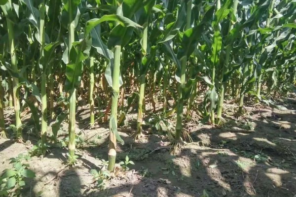 宏硕635玉米种简介，株高约为262cm左右