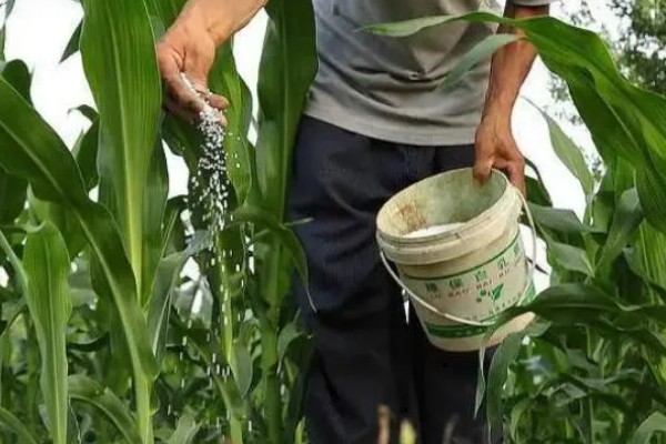 宏硕635玉米种简介，株高约为262cm左右