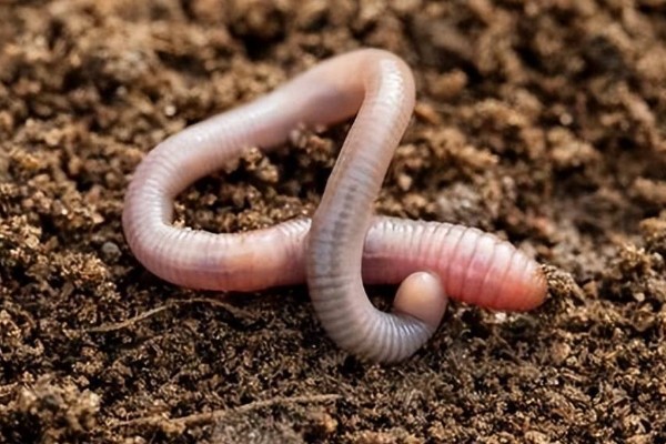 怎么配制黄鳝的饲料,一般用畜禽下脚料、麦麸等原料配制