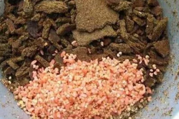 怎么配制黄鳝的饲料,一般用畜禽下脚料、麦麸等原料配制