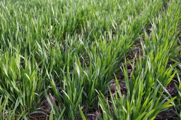 怎么配制黄鳝的饲料,一般用畜禽下脚料、麦麸等原料配制
