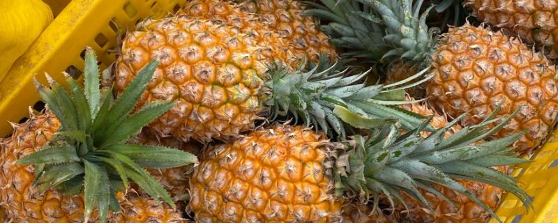 判断菠萝是否成熟的方法，成熟后顶部的叶片呈墨绿色或青褐色
