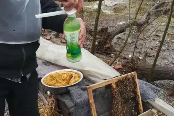 中蜂天天喂糖水发展快不快,能促使蜂群快速发展起来