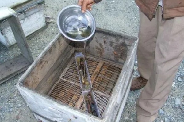 中蜂天天喂糖水发展快不快,能促使蜂群快速发展起来