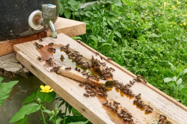 中蜂天天喂糖水发展快不快,能促使蜂群快速发展起来