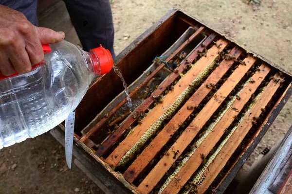 中蜂天天喂糖水发展快不快,能促使蜂群快速发展起来