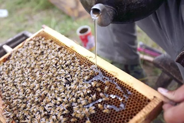 中蜂天天喂糖水发展快不快,能促使蜂群快速发展起来