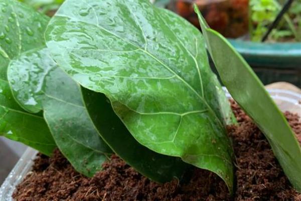 琴叶榕的叶插方法，涂抹生根粉后再插入土壤中