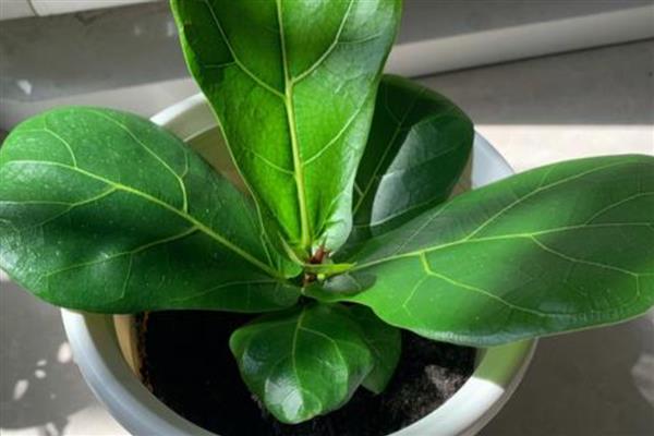 琴叶榕的叶插方法，涂抹生根粉后再插入土壤中