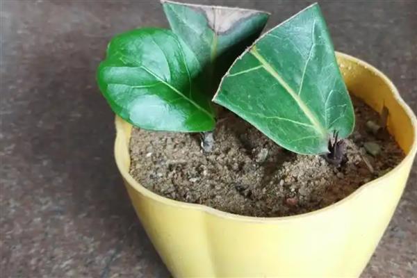 琴叶榕的叶插方法，涂抹生根粉后再插入土壤中